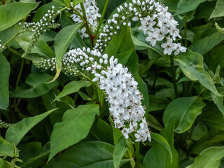 The gooseneck loosestrife (Lysimachia clethroides) flowering with tiny flowers, grouped in terminal...
