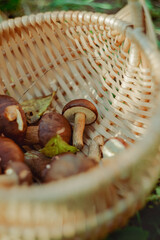 Small edible boletus mushrooms in a wicker basket. Autumn forest harvest. Picnic in nature