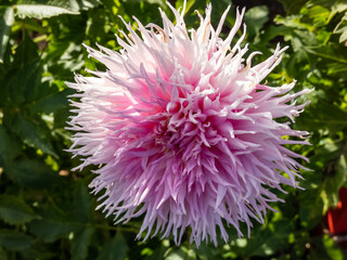 Obraz premium Close-up shot of the Dahlia 'Mingus Leroy' flowering with lavender, pink puffy flowers in garden in autumn