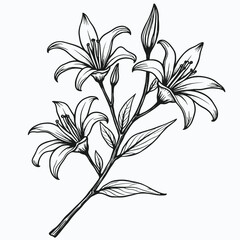  a black and white line drawing of a branch with three flowers. The flowers are lilies with long, pointed petals and a yellow center 