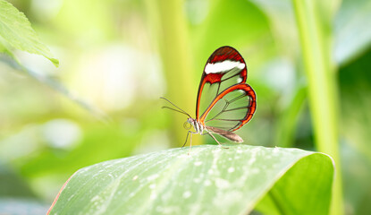 Greta morgane Schmetterling (Glasflügelfalter)