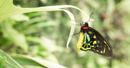 Ornithoptera priamus Schmetterling (Vogelfalter)