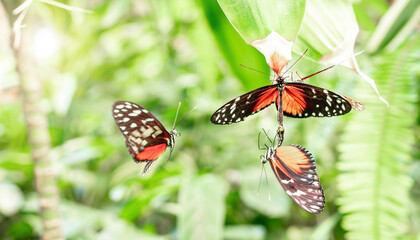 Heliconius hecale Schmetterling (Tiger-Passionsblumenfalter)