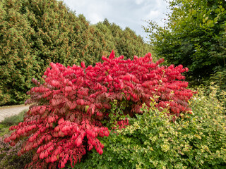 Beautiful, colorful - pink and red leaves of popular ornamental plant winged spindle, winged euonymus or burning bush (Euonymus alatus (thunb,) Siebold) 'Compactus'