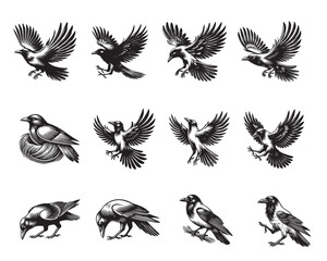 Fototapeta premium Collection Of Common starling Vector illustration - Common starling ClipArt Design 
