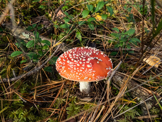 Big, red poisonous mushroom Fly Agaric (Amanita Muscaria) mushroom with white warts and visible white veil in a forest surrounded with green grass and moss