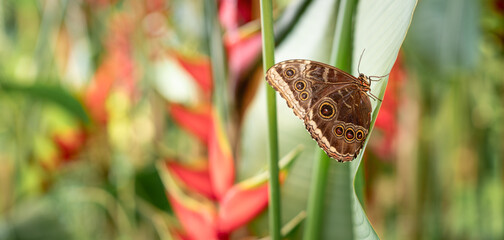Morpho pheleides Schmetterling (blauer Morphofalter)