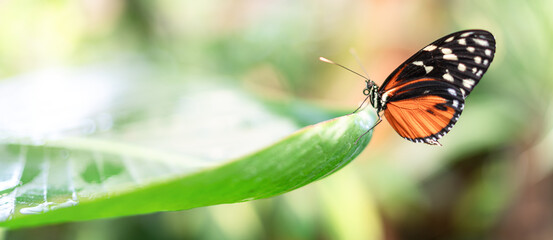 Heliconius hecale Schmetterling (Tiger-Passionsblumenfalter)