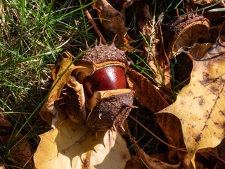 Close-up of fresh horse chestnuts (Aesculus hippocastanum). Autumn background with ripe brown horse...