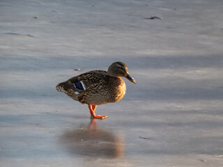 Adult female mallard or wild duck (Anas platyrhynchos) with predominantly mottled plumage standing on ice