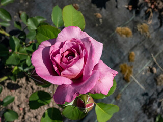 Rose 'Magenta' flowering with medium-sized, flat, rosette blooms of old rose character of magenta,...