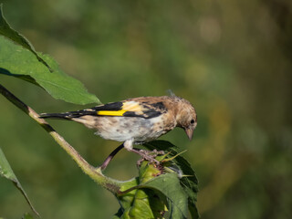 Close-up of a Goldfinch (Carduelis carduelis) perched on a sunflower eating seeds in autumn with blurred background