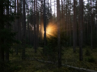 Fototapeta premium Beautiful view of misty, calm sunrise morning in the forest with golden sunlight shining through trees and foggy air. Dreamy scenery in woods