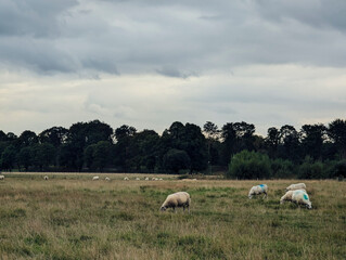 sheep graze in a field in Copenhagen