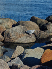 Seagulls and stones on the waterfront in Klampenborg, Copenhagen