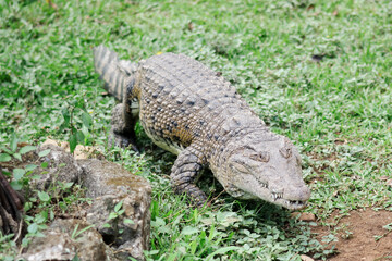 Crocodile Taking Sun Bath By The Pond Inside A Cage In The Zoo 