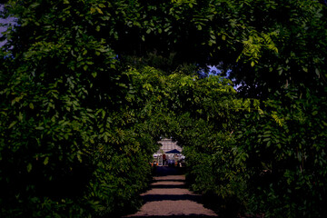 Frederiksberg Park botanical garden, Copenhagen