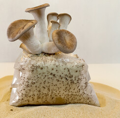 A close-up shot of king oyster mushrooms growing from a cultivation setup, perfect for agricultural, organic farming, or mushroom cultivation themes.