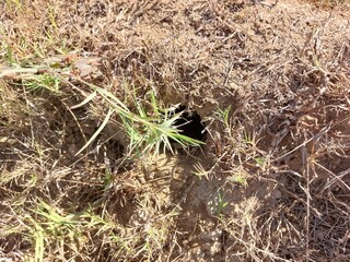 Burrow or a pit of snake in agriculture land