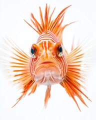 Fototapeta premium the Red Lionfish, portrait view, white copy space on right, Isolated on white Background