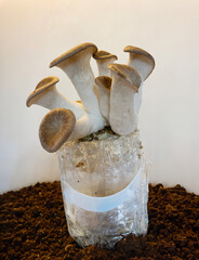 A close-up shot of king oyster mushrooms growing from a cultivation setup, perfect for agricultural, organic farming, or mushroom cultivation themes.