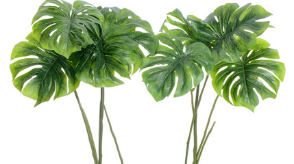 Lush Monstera Plants Collection Set Isolated on Transparent Background Generative AI