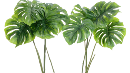 Lush Monstera Plants Collection Set Isolated on Transparent Background Generative AI