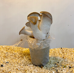 A close-up shot of king oyster mushrooms growing from a cultivation setup, perfect for agricultural, organic farming, or mushroom cultivation themes.