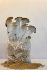 A close-up shot of king oyster mushrooms growing from a cultivation setup, perfect for agricultural, organic farming, or mushroom cultivation themes.