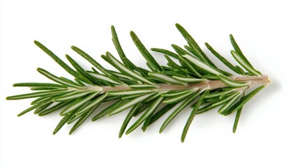 Fototapeta premium A sprig of rosemary with its needle-like leaves, isolated on a clean white surface