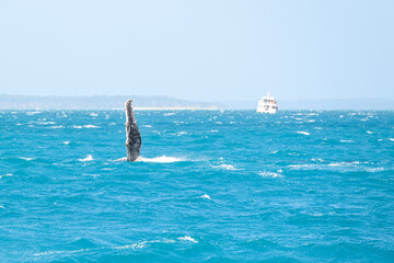 Naklejka premium Humpback whale mother and calf slapping pectoral fins on ocean water surface, Hervey Bay K'gari Fraser Island, Queensland Australia
