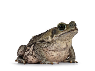Large Rhinella Marina or Cane toad, sitting diagonal. Looking away from camera. Isolated on a white background.