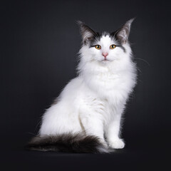 Excellent harlequin Norwegian Forest kitten, sitting up side ways. Looking towards camera. Isolated on a white backgroudnd.