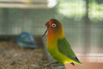 colorful parrot sits on a branch
