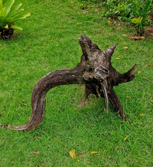 Wood dragon