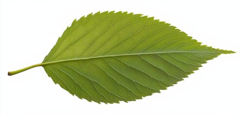 A single birch tree leaf with serrated edges and visible veins, isolated against a pure white background