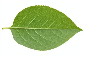 A single, fresh green apple leaf, with veins clearly visible, isolated on a white background
