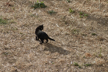Obraz premium A black cat on an empty lot with dry grass, domestic animals in the wild, feral urban animals, the issue of animals in an urban environment.