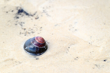Marine ocean snail shell on beach, sand seashore coastal lifestyle, close closeup detail macro, background copy space