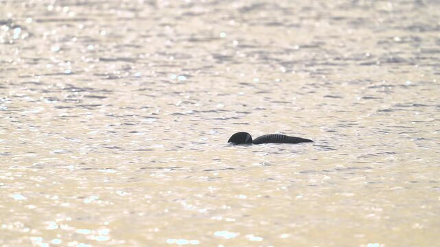 Loon Dipping Head in Water