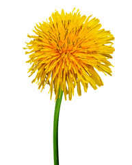 Fototapeta premium Yellow dandelion flower on isolated background. Closeup. For design. Transparent background.