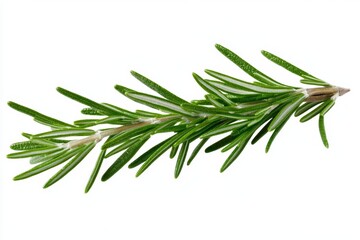 A sprig of fresh rosemary, its needle-like leaves a deep green, isolated on a white background