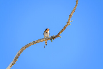 welcome swallow bird, Hirundo neoxena, Australian native, perched on tree branch