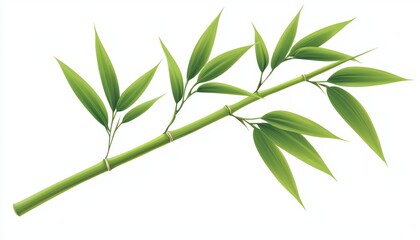 Fototapeta premium A vibrant green bamboo stalk with leaves attached, isolated on a white background