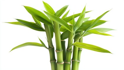 A vibrant green bamboo stalk with leaves attached, isolated on a white background