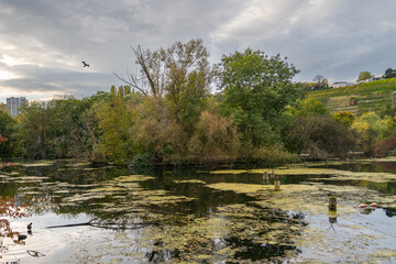 Vibrant Autumn Trees Turning Orange and Yellow by Max-Eyth Lake in Stuttgart
