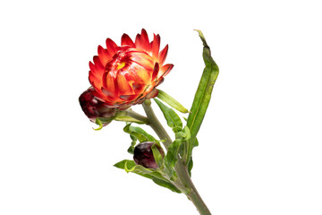 Red natural flower Helichrysum cut out on white close up