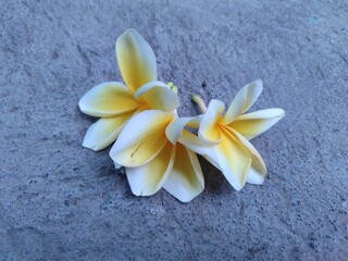 frangipani flower falling from the tree