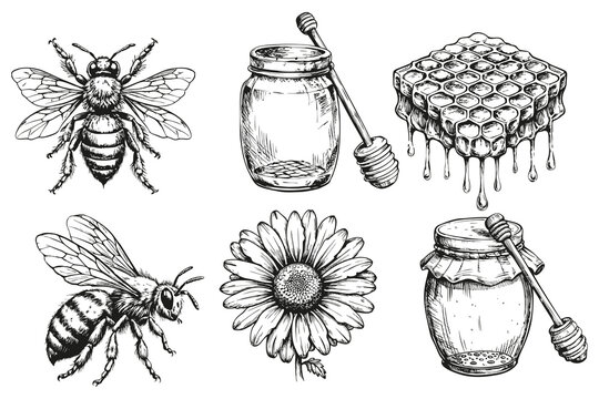 A drawing of a bee, a jar, and a honeycomb. The jar is filled with honey