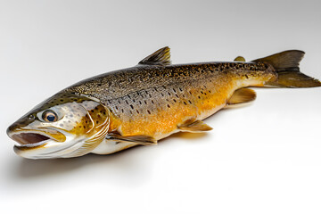 Fototapeta premium Fresh trout on white background
